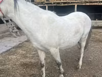 Klisna, Tersk horse — foto 6