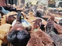 Ram, Edilbay sheep — photo 1