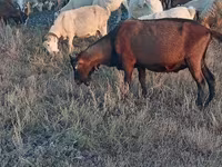 Bak, Italian Alpine goat — 5. fotó