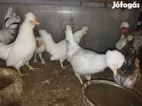 Chickens — الصورة 5