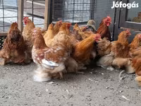 بيكين بانتام — الصورة 1