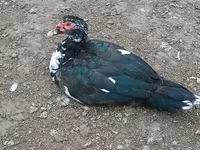 Ducks — 3. fotó