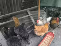 Chickens — 5. fotó