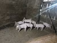 Boar, Pigs — photo 4