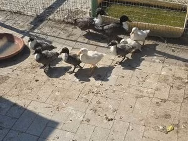 Ducks — Magyarország