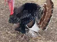Turkeys — foto 2