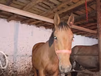 Caballo, Manipuri pony — foto 5