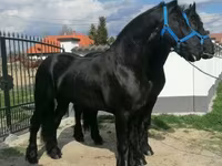 At, Friesian — foto 4