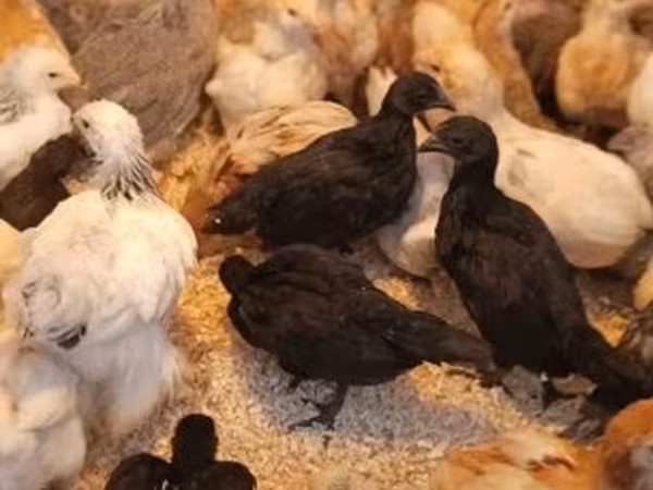 Ayam Cemani