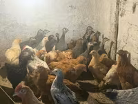 Guinea fowl — foto 5