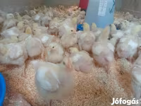 Chickens — photo 2