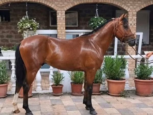 حصان, الخيول — هنغاريا