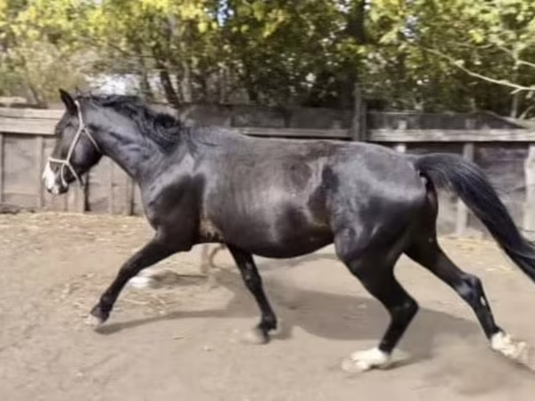 Horse (M), Horses