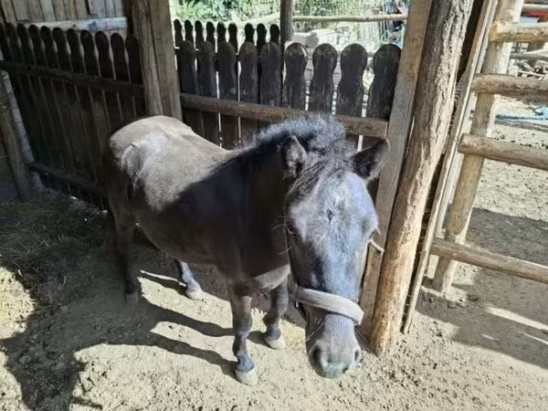 Caballo, Caballos