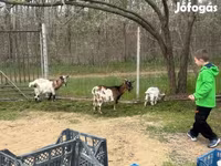 Cabras (lote, sexo no especificado), Cabras — foto 3