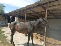 Cheval, Karachay horse — photo 3
