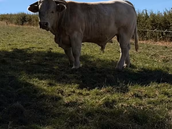 Bika, Kasta tehén