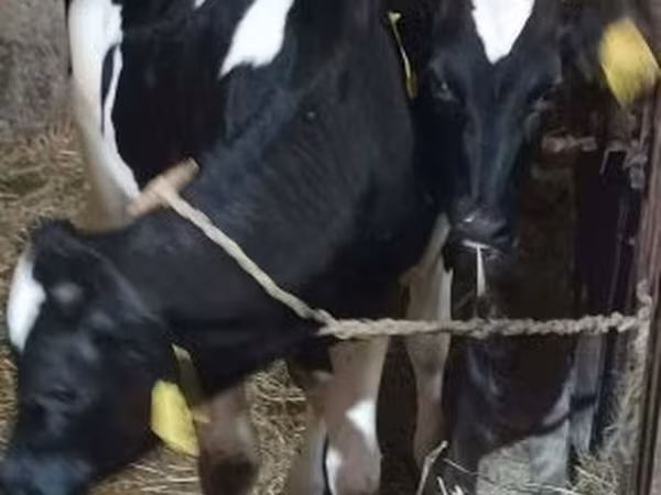 Bika, Holstein fajta — Magyarország