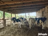 母牛, Holstein breed — 照片 3