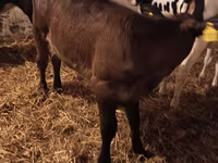 Tehén, Aberdeen-Angus — 3. fotó