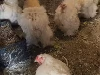 Chickens — फ़ोटो 4