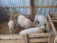 公羊, Sheep — 照片 1