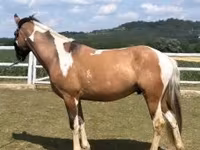 Caballo, Caballos — foto 2