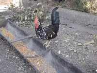 Chickens — 照片 5