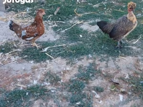 Chickens — Hungary