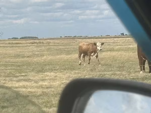 Byk, Simmental cattle
