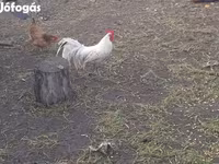 Chickens — 照片 4