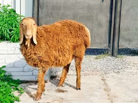 Widder, Hissar sheep — Foto 1