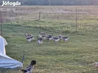 Geese — Foto 5