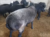 Bélier, Moutons — photo 1