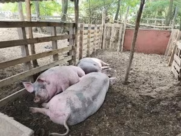 Cerdos (lote, sexo no especificado), Cerdos