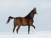 Yegua, Akhal-Teke — foto 2