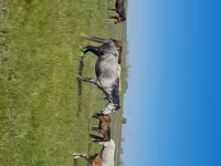 Бие, Kazakh horse — 1-сурет