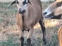 Kos, Cameroon sheep — 2. fotó