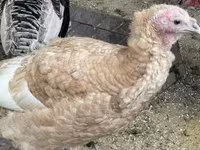 Turkeys — 2. fotó