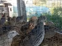 japonais — photo 4
