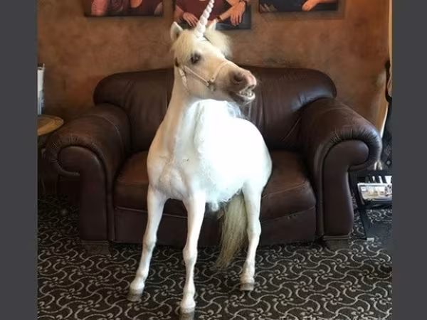 घोड़ी, Miniature horse