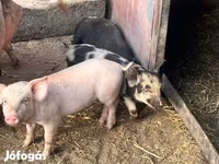 Süldőanya, Sertések — 4. fotó