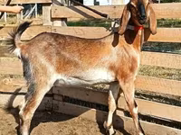 Nőstény kecske, Nubian Goat — 5. fotó