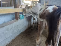 Cow, Cattle — photo 3