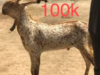 Kecskék (tétel, nem megadva), Najdi goat — 2. fotó