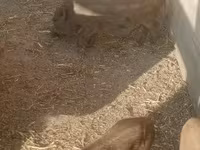 母猪 — 照片 2