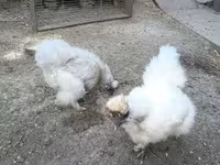 Danish hen — photo 1