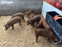 公猪, Мангалица — 照片 3