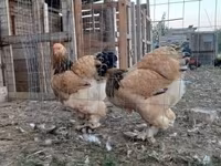 Brahma — foto 3
