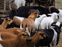 母羊, Cameroon sheep — 照片 4